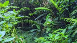 Puluhan Tahun Masyarakat Menjerit Angkut Hasil Kebun Berjalan Kaki, Berharap Bantuan Pemerintah Dengan Pembangunan Jalan