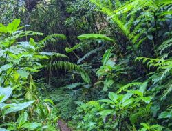 Puluhan Tahun Masyarakat Menjerit Angkut Hasil Kebun Berjalan Kaki, Berharap Bantuan Pemerintah Dengan Pembangunan Jalan